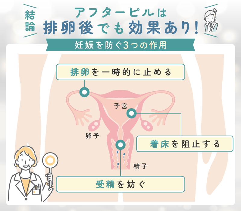 排卵後のアフターピル服用は意味ない？